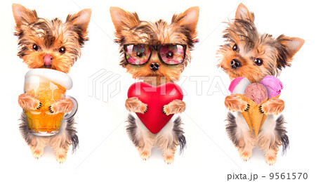 dog with beer, ice cream and lover 9561570