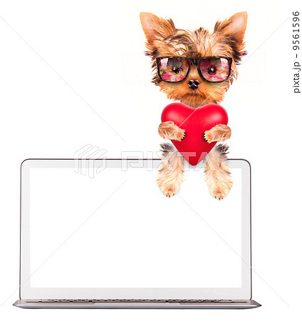 dog holding heart with сomputer 9561596