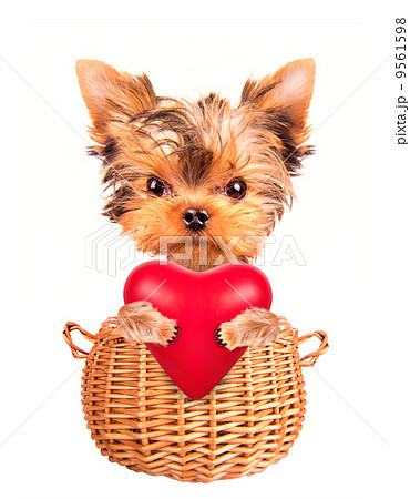 valentine dog  in a basket with red heart 9561598