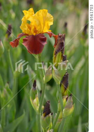 Iris flower 9561703