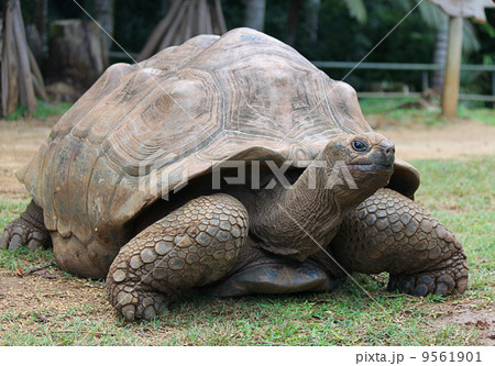 Aldabra Giant Tortoise Aldabra Giant Tortoise 9561901