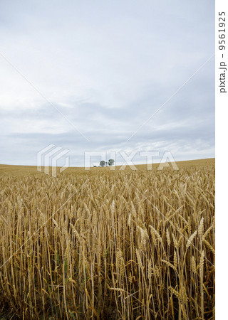 Parents and child tree in barley field4 9561925