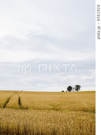 Parents and child tree in barley field2 9561928