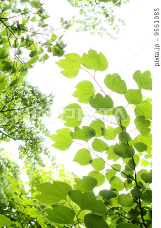 ダンコウバイの新緑 9561985