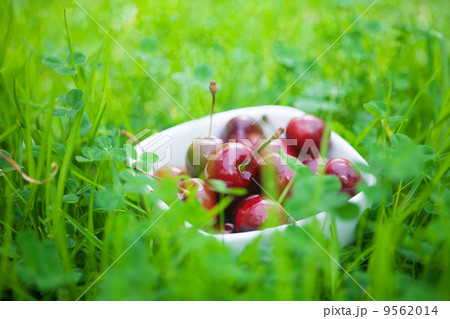 Cherries in a ceramic bowl on green grass Cherries in a ceramic bowl on green grass 9562014
