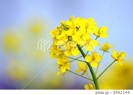 菜の花畑 9562144