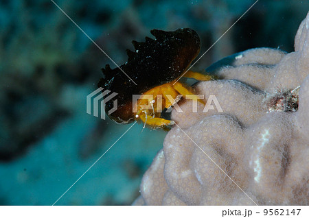 カイカムリの仲間(沖縄・西表島・Gスポット) カイカムリの仲間(沖縄・西表島・Gスポット) 9562147