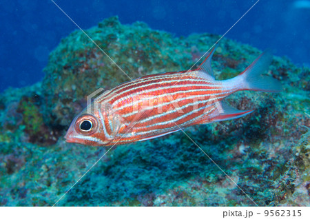 イットウダイの仲間(沖縄・石垣島・ミノカサゴ宮殿) イットウダイの仲間(沖縄・石垣島・ミノカサゴ宮殿) 9562315