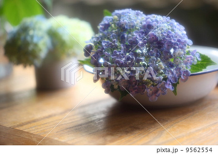 紫陽花　  9562554