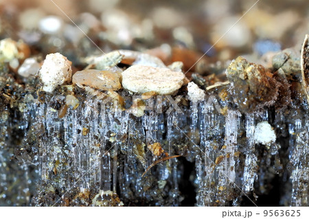 霜柱 霜柱 9563625