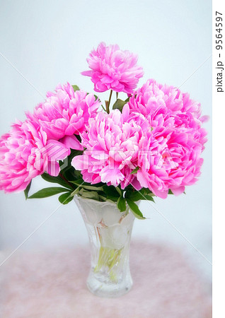 切り花のシャクヤク ピンク 芍薬の写真素材