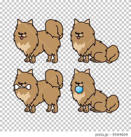 ポメラニアン 9564604