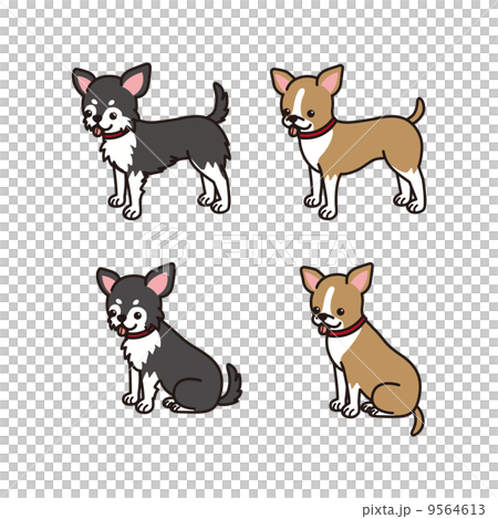 チワワ チワワ 9564613