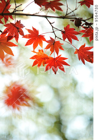 紅葉 紅葉 9564780