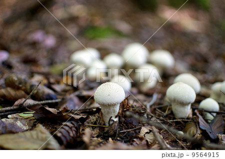 Common Puffballs 9564915