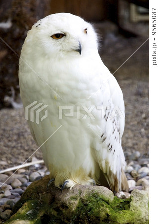 Snowy Owl Snowy Owl 9565087