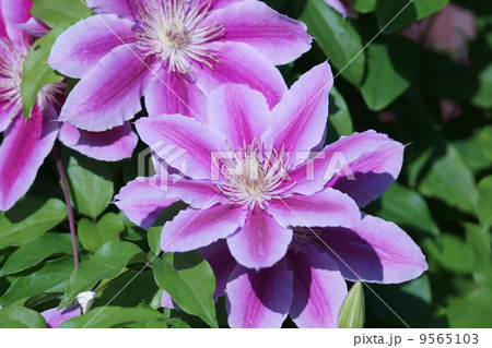 クレマチス 風車 ドクターラッペル クレマチス 風車 ドクターラッペル 9565103