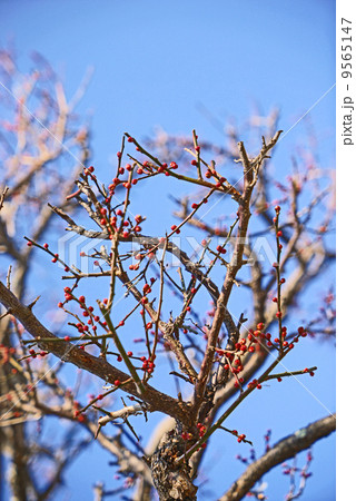 梅の木 梅の木 9565147