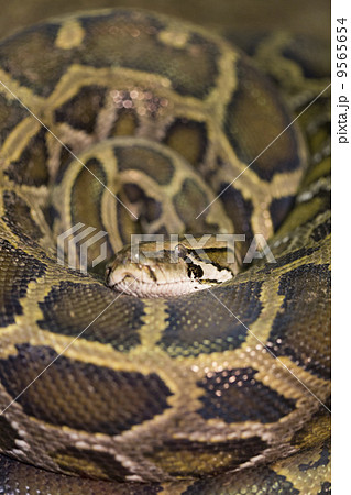 とぐろを巻くインドニシキヘビの写真素材