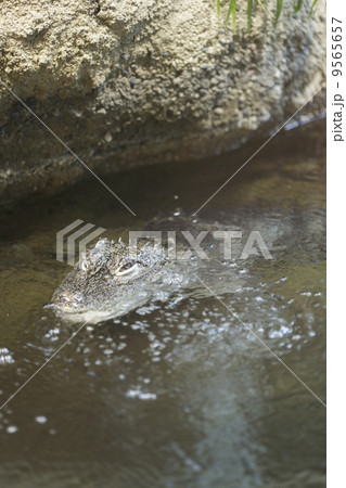 ヨウスコウワニ ヨウスコウワニ 9565657