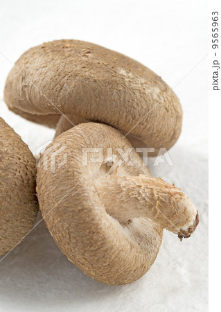 椎茸 9565963