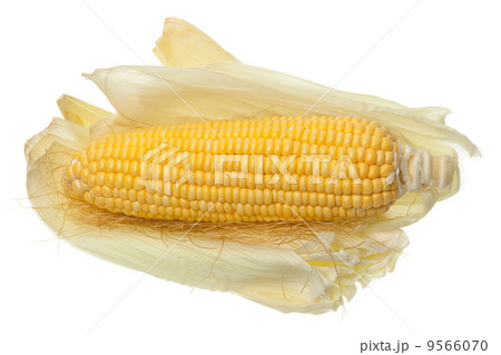 Corn cob 9566070