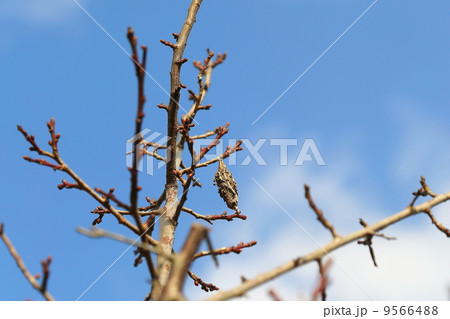 ミノムシ 9566488