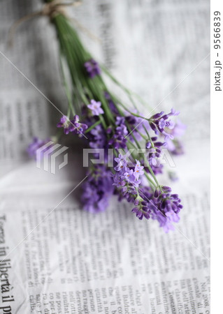 ハーブ（イングリッシュラベンダー）　 9566839