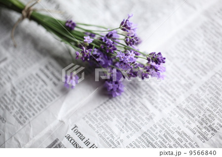 ハーブ（イングリッシュラベンダー）　 9566840