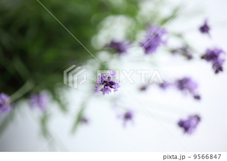 ハーブ（イングリッシュラベンダー）　 9566847