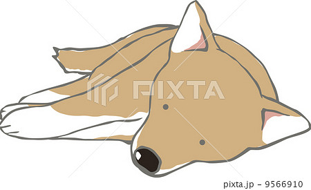 ごろ寝する柴犬 9566910