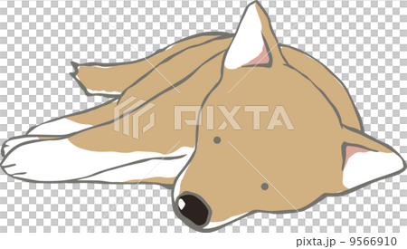 ごろ寝する柴犬 9566910
