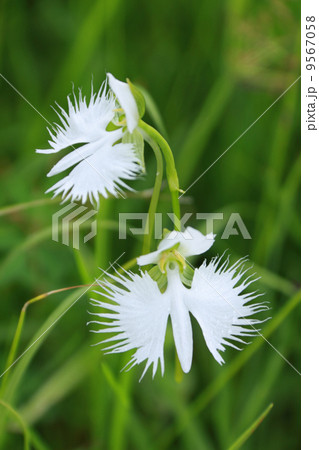 徳島県三好市「黒沢湿原」に咲く「サギソウ」のペア 徳島県三好市「黒沢湿原」に咲く「サギソウ」のペア 9567058