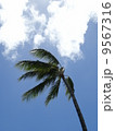 青空とヤシの木 9567316