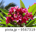プルメリア 9567319