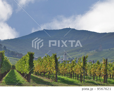 The vineyards of Alsace. France. Expensive wine 9567621