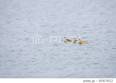 カイツブリ 9567652