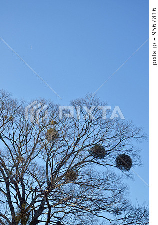 青空とヤドリギ 9567816