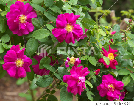 ジェームズ・メイソン 9567836