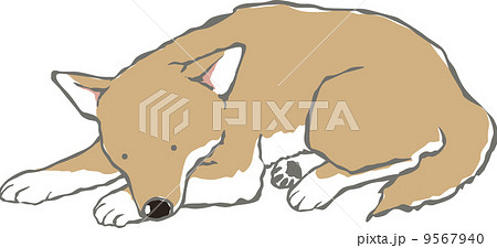 寝る柴犬のイラスト素材