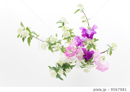 スイートピーとコデマリのアレンジ（横　真上） 9567981