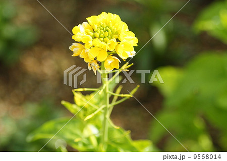 菜の花 9568014
