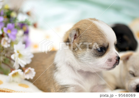 chiwawa puppy dog pet chiwawa puppy dog pet 9568069
