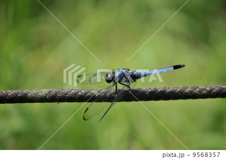 オオシオカラトンボ 9568357