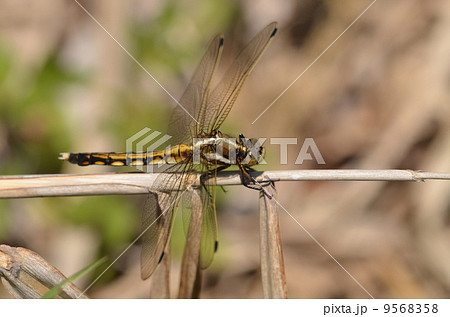 シオカラトンボ未成熟 シオカラトンボ未成熟 9568358