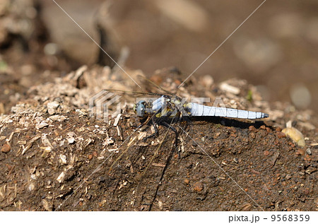 シオヤトンボ シオヤトンボ 9568359
