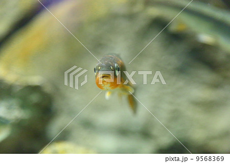 Japanese dace 9568369