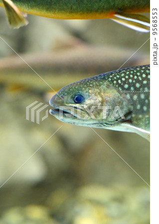 Char of Nikko　(Salvelinus leucomaenis pluvius) 9568553