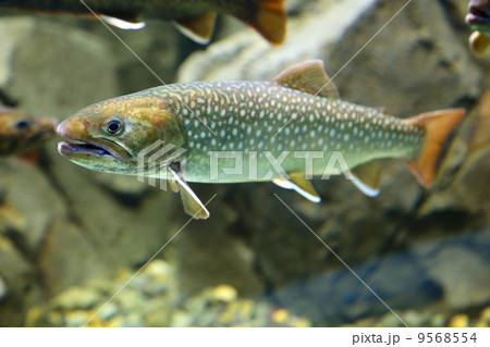 Char of Nikko　(Salvelinus leucomaenis pluvius) 9568554