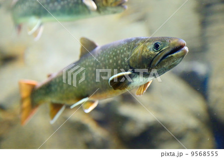 Char of Nikko　(Salvelinus leucomaenis pluvius) 9568555
